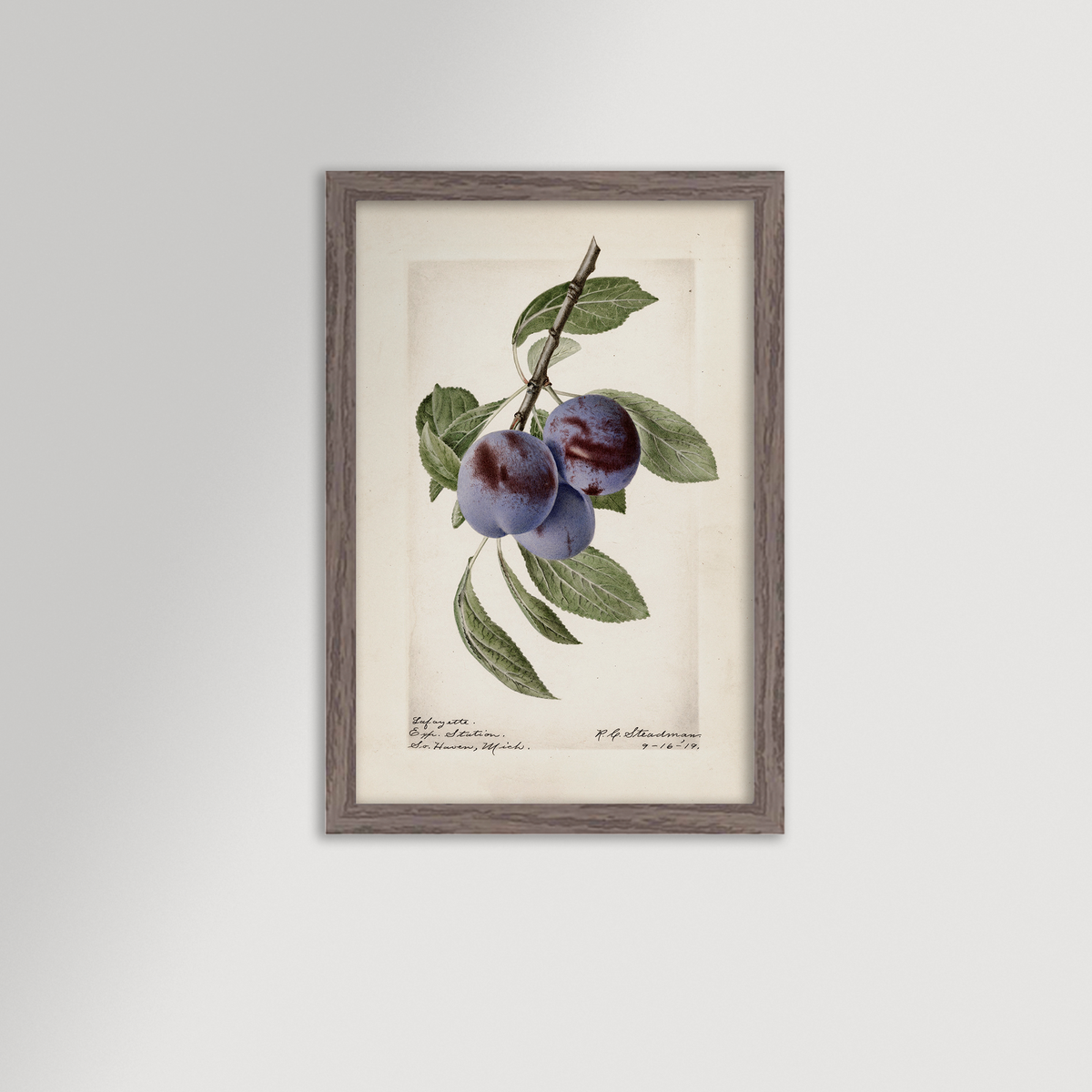 Plum Botanical Archival Reproduction Art Print