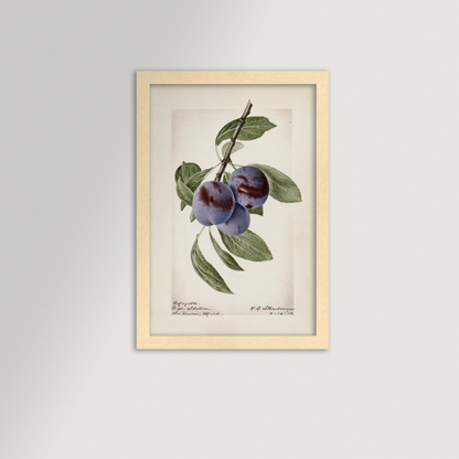 Plum Botanical Archival Reproduction Art Print