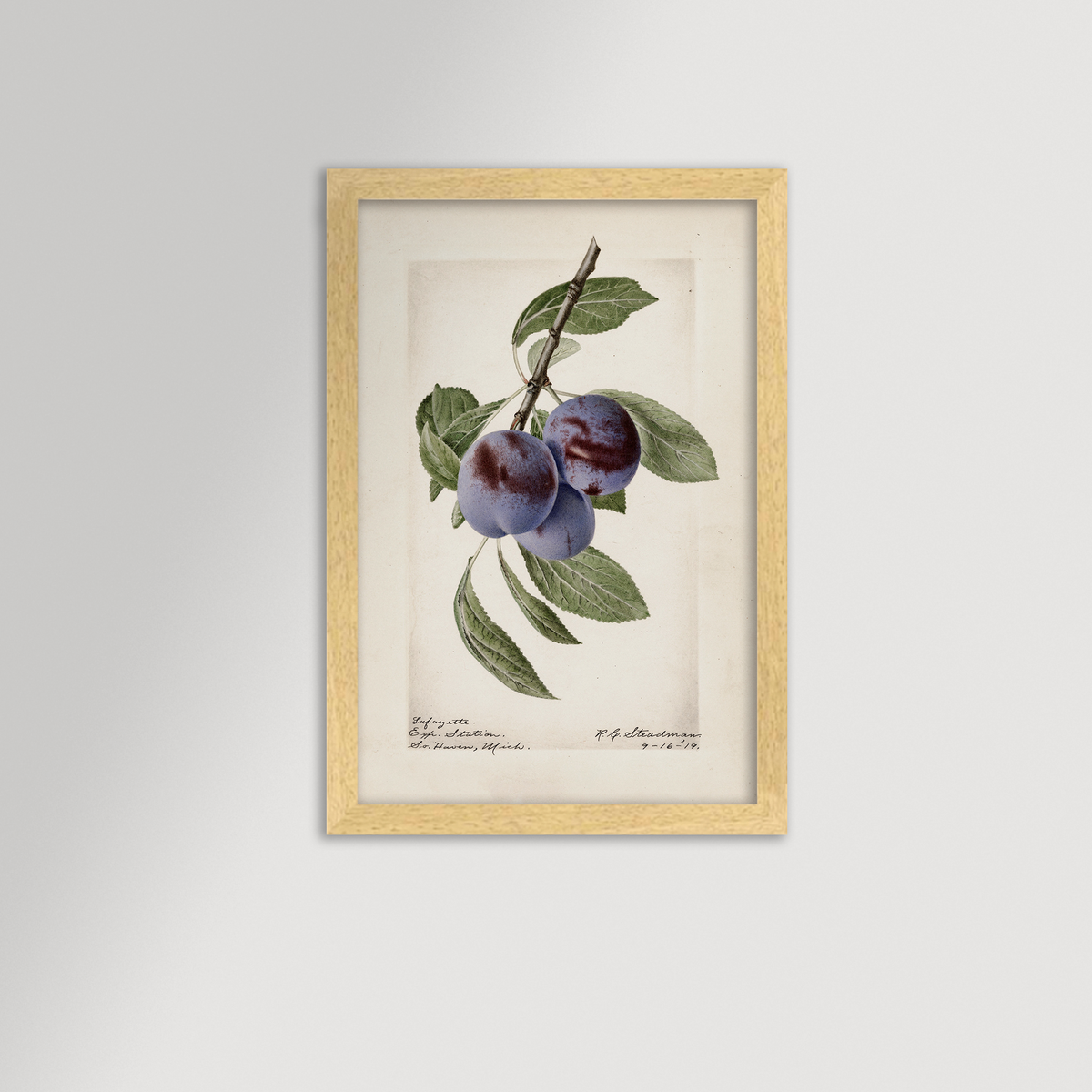 Plum Botanical Archival Reproduction Art Print