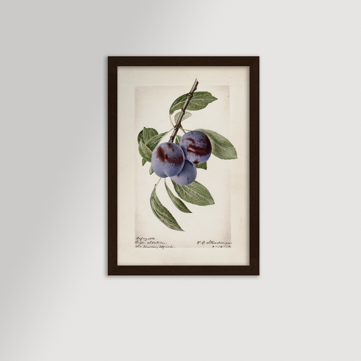 Plum Botanical Archival Reproduction Art Print