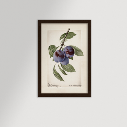 Plum Botanical Archival Reproduction Art Print