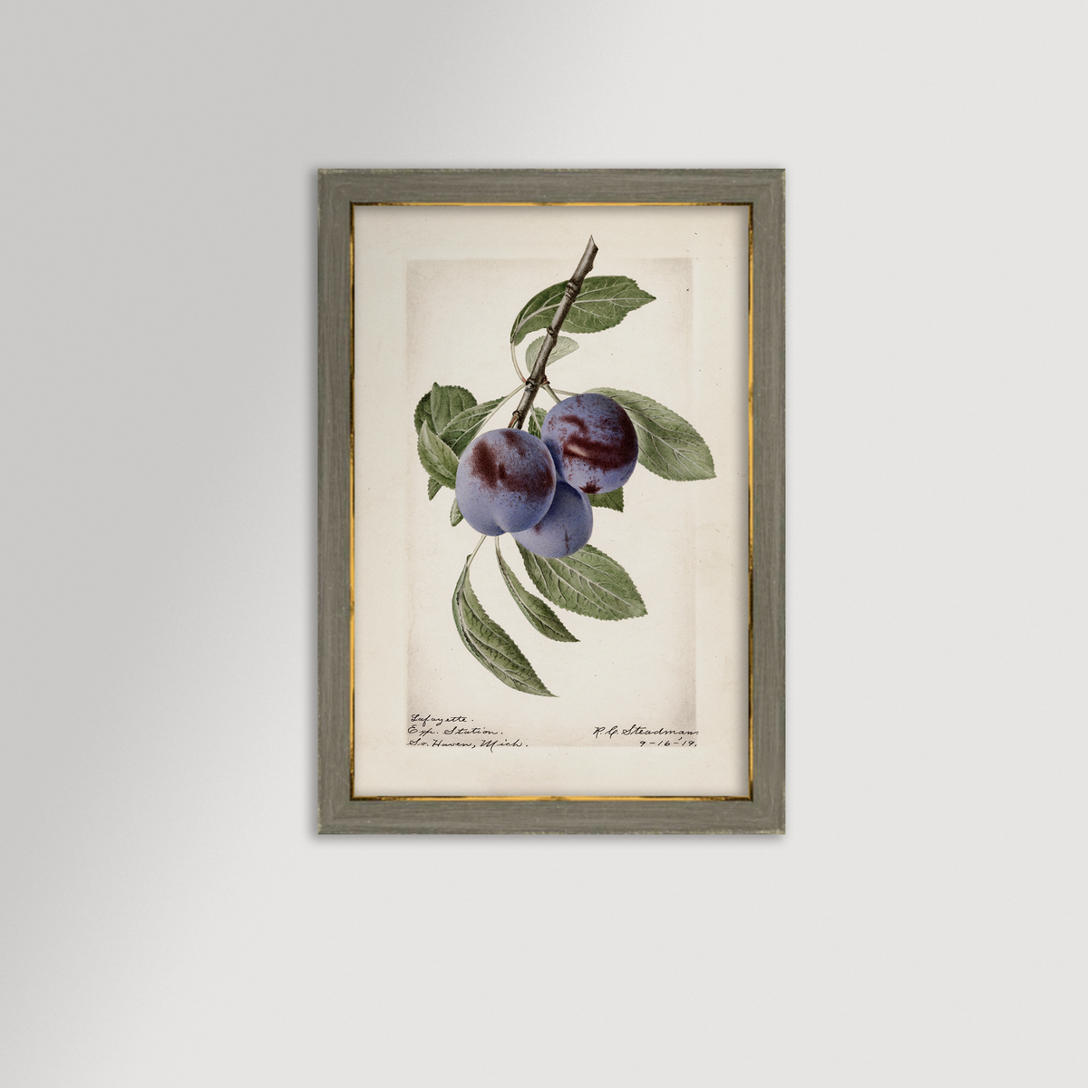 Plum Botanical Archival Reproduction Art Print