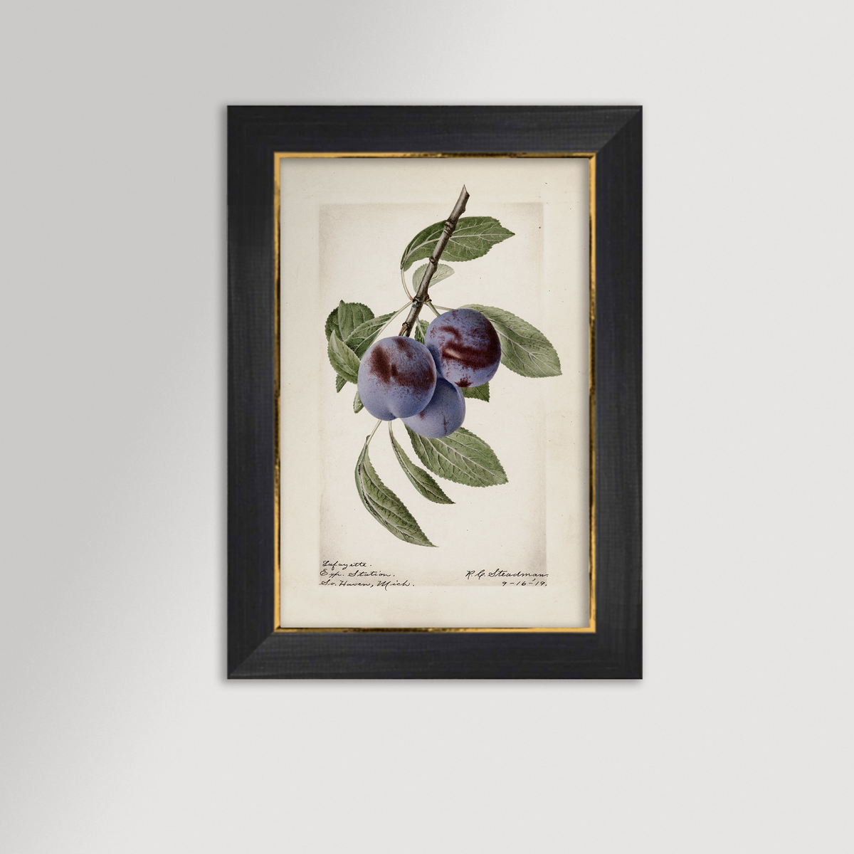 Plum Botanical Archival Reproduction Art Print