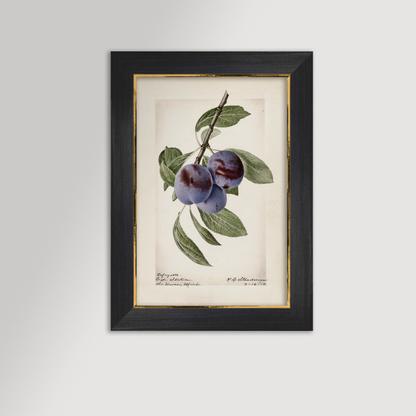 Plum Botanical Archival Reproduction Art Print