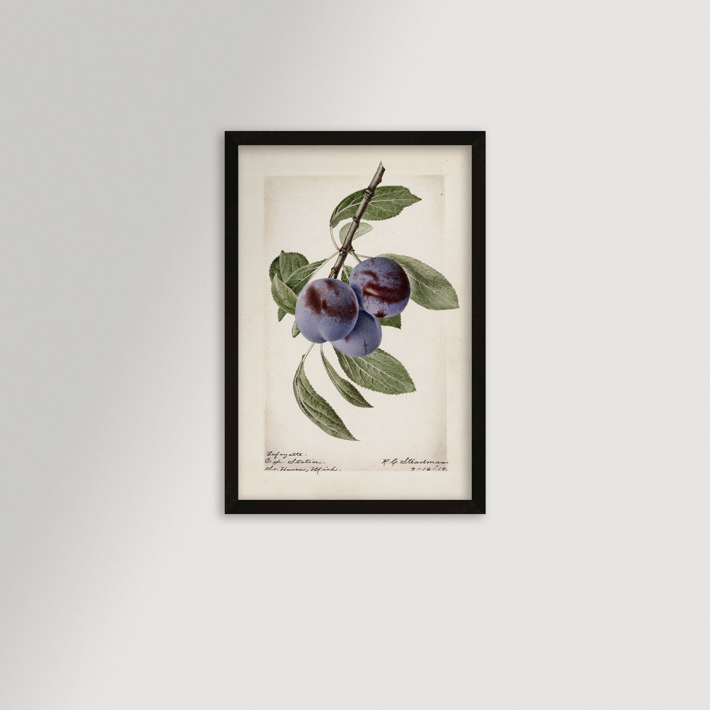 Plum Botanical Archival Reproduction Art Print