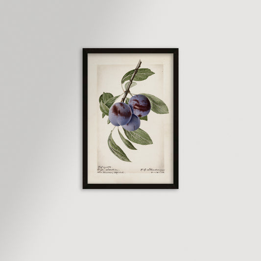 Plum Botanical Archival Reproduction Art Print