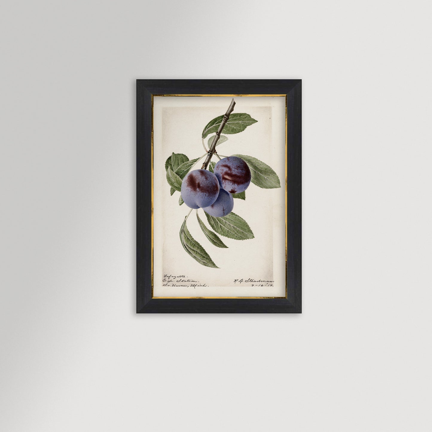 Plum Botanical Archival Reproduction Art Print