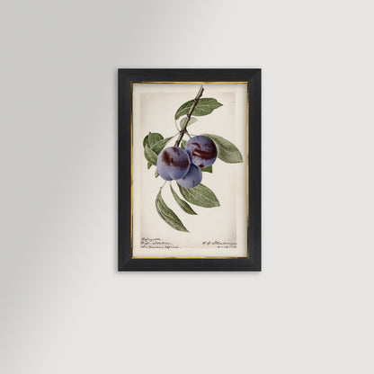 Plum Botanical Archival Reproduction Art Print