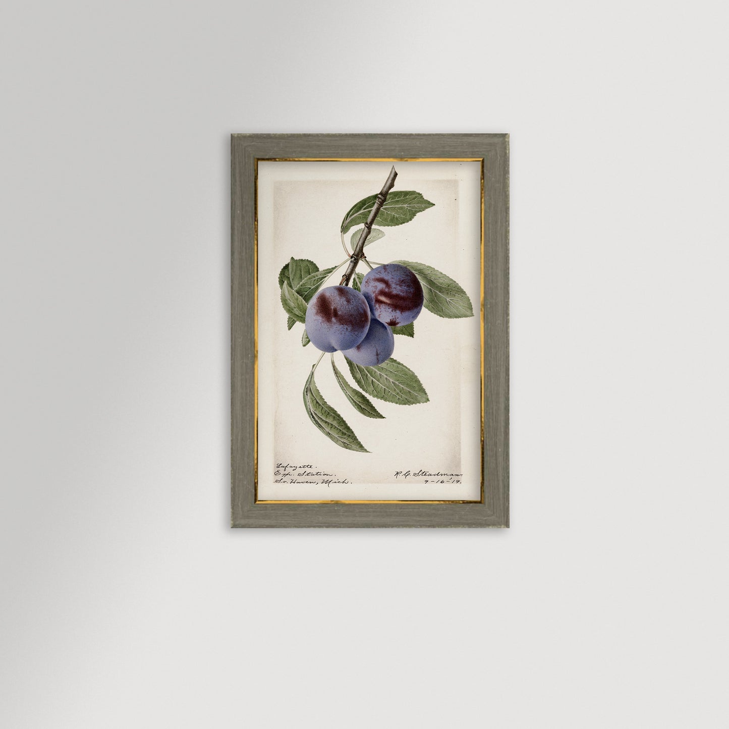 Plum Botanical Archival Reproduction Art Print