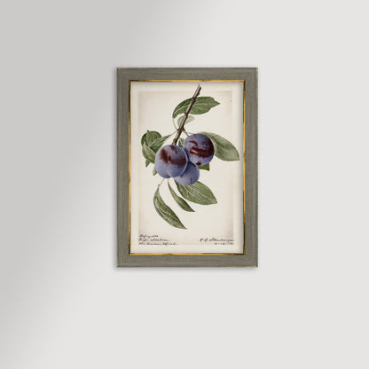 Plum Botanical Archival Reproduction Art Print