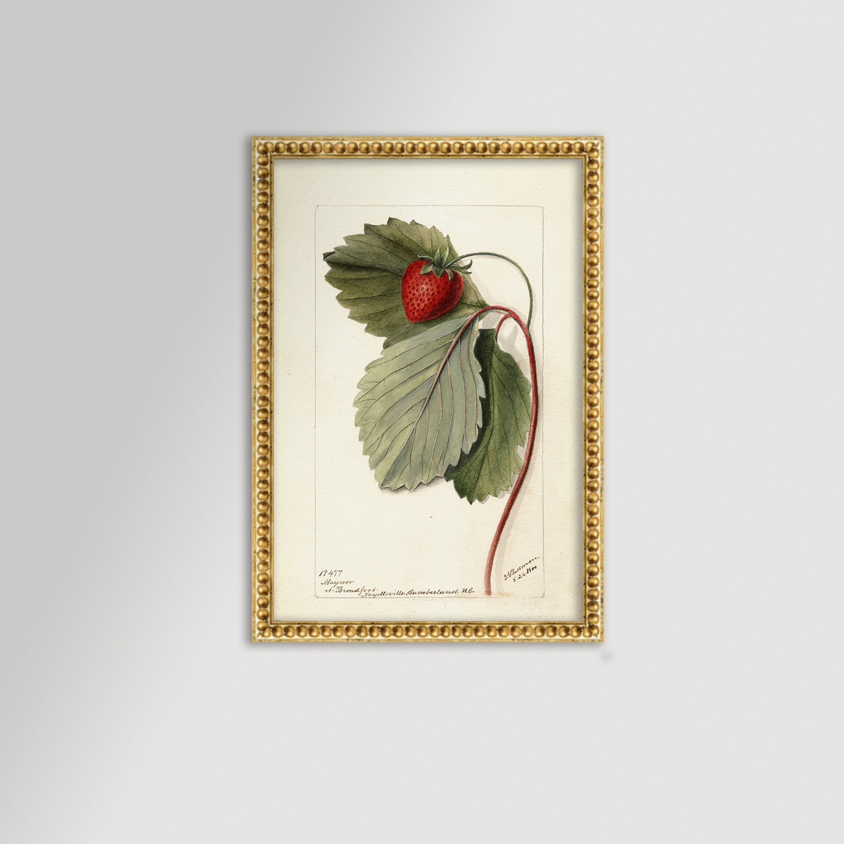 Strawberries Botanical Archival Reproduction Art Print