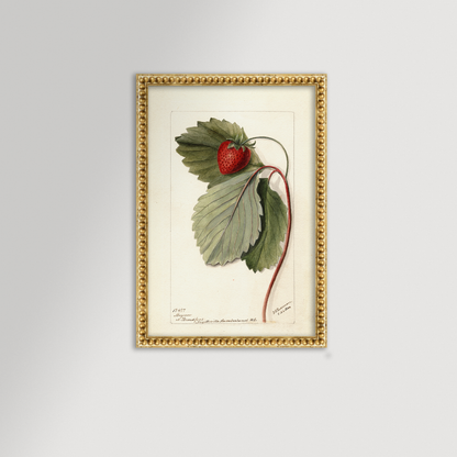 Strawberries Botanical Archival Reproduction Art Print