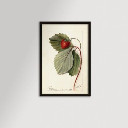 Strawberries Botanical Archival Reproduction Art Print