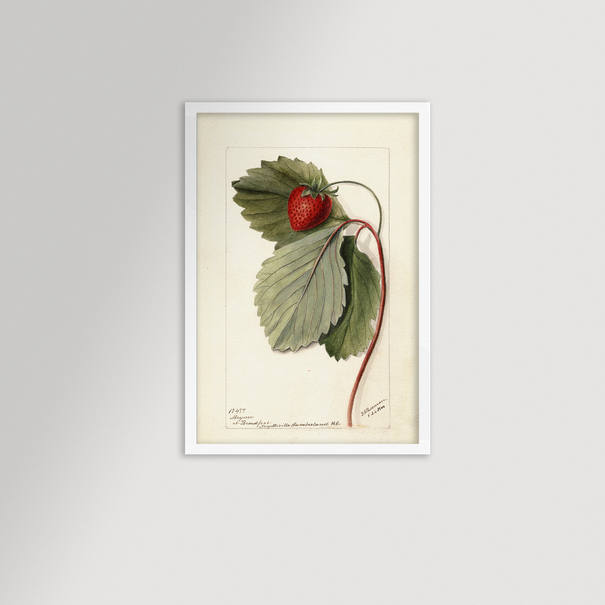 Strawberries Botanical Archival Reproduction Art Print