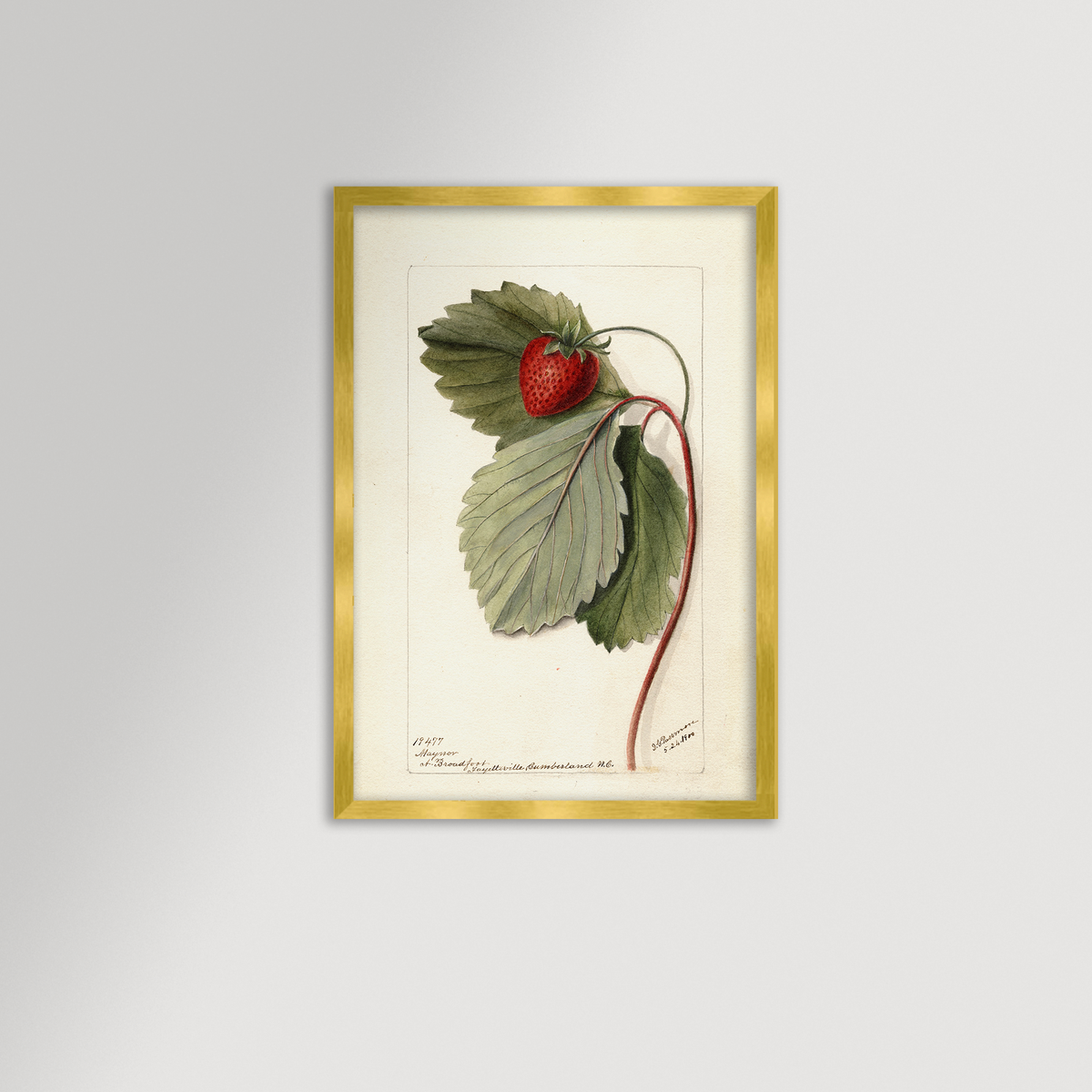 Strawberries Botanical Archival Reproduction Art Print