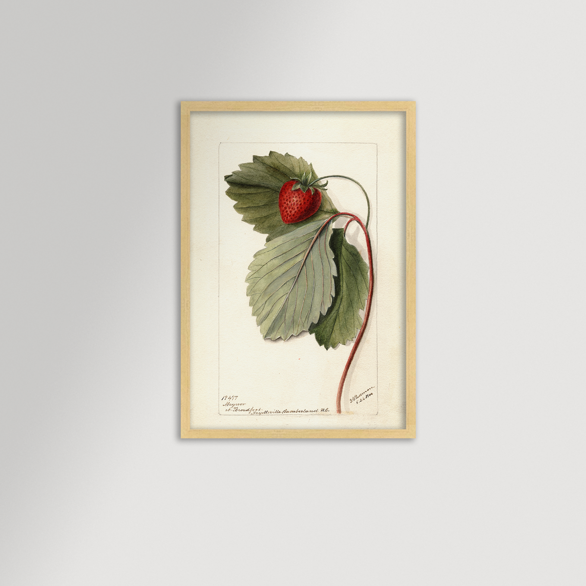 Strawberries Botanical Archival Reproduction Art Print