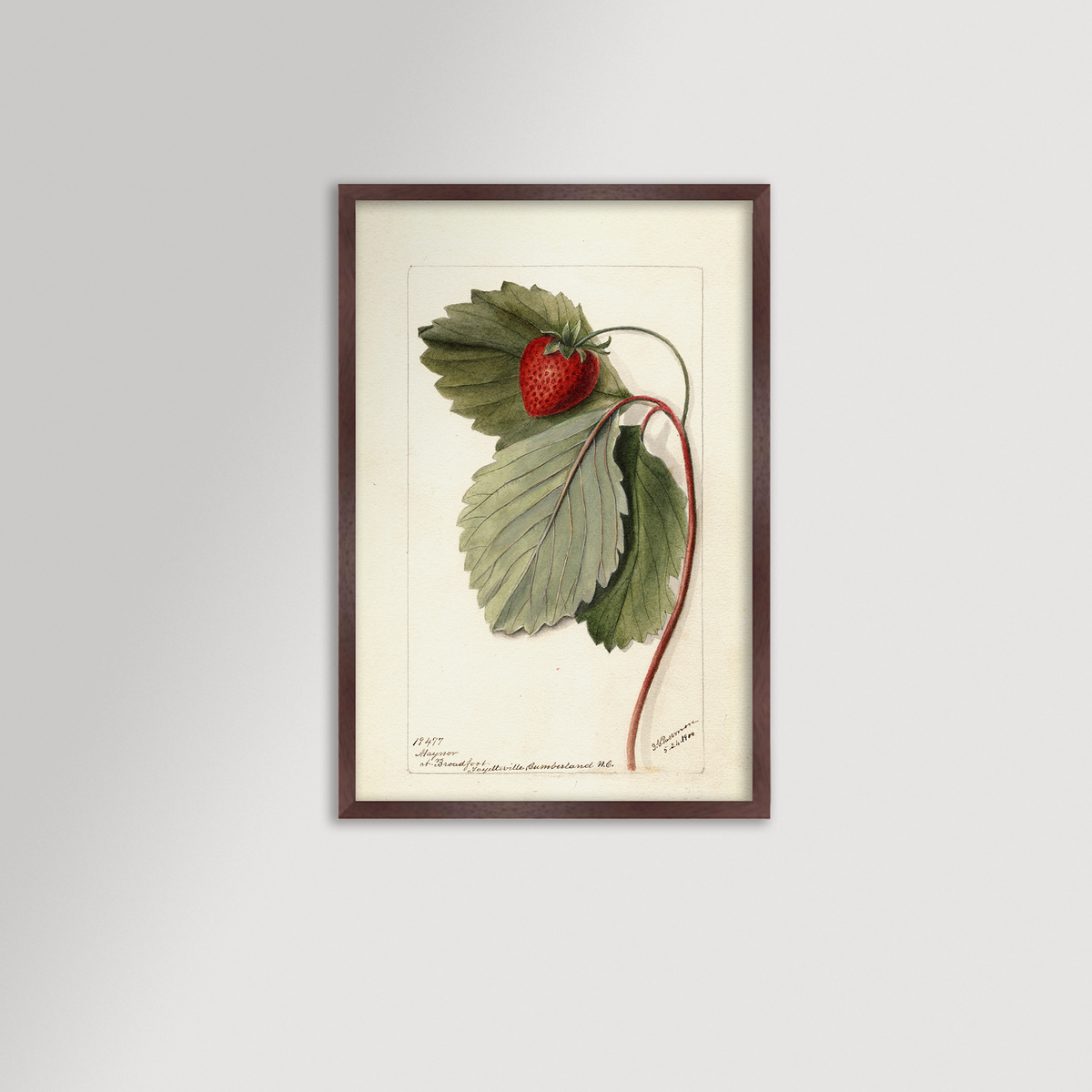 Strawberries Botanical Archival Reproduction Art Print