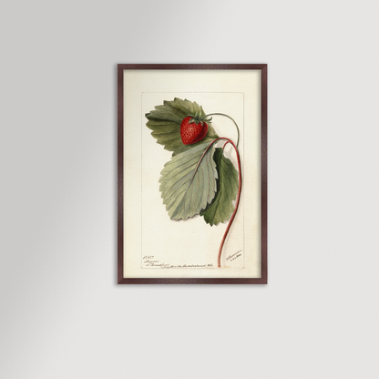 Strawberries Botanical Archival Reproduction Art Print