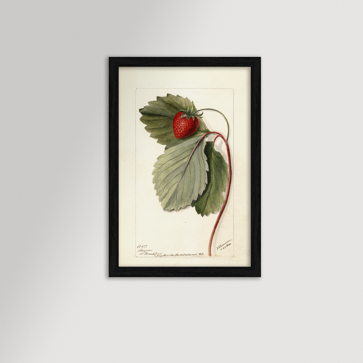 Strawberries Botanical Archival Reproduction Art Print
