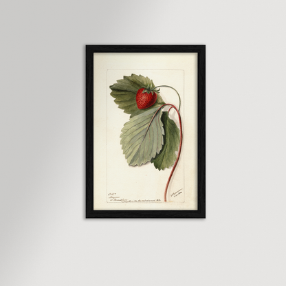 Strawberries Botanical Archival Reproduction Art Print
