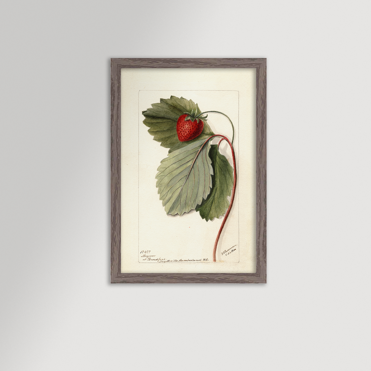 Strawberries Botanical Archival Reproduction Art Print