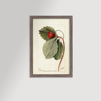 Strawberries Botanical Archival Reproduction Art Print