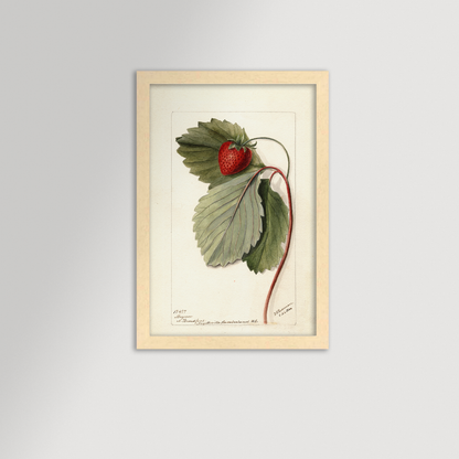 Strawberries Botanical Archival Reproduction Art Print