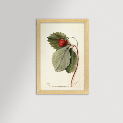 Strawberries Botanical Archival Reproduction Art Print