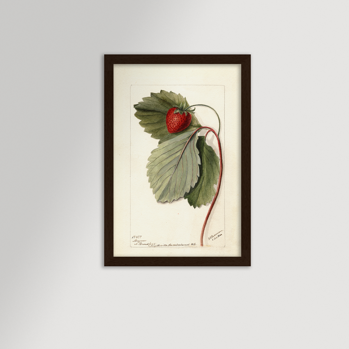 Strawberries Botanical Archival Reproduction Art Print