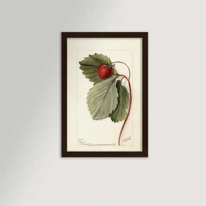 Strawberries Botanical Archival Reproduction Art Print