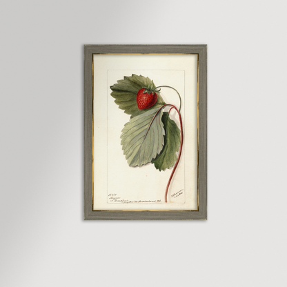 Strawberries Botanical Archival Reproduction Art Print