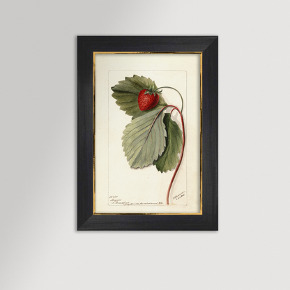 Strawberries Botanical Archival Reproduction Art Print