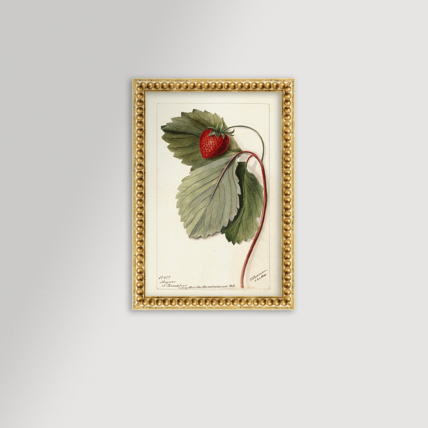 Strawberries Botanical Archival Reproduction Art Print