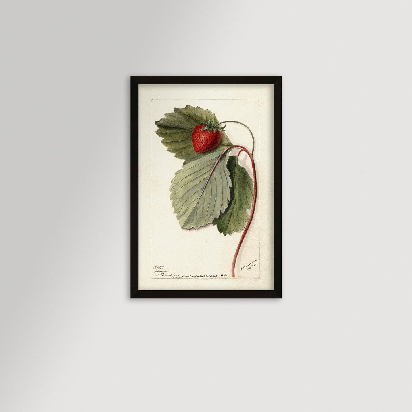 Strawberries Botanical Archival Reproduction Art Print