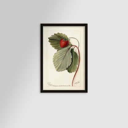 Strawberries Botanical Archival Reproduction Art Print