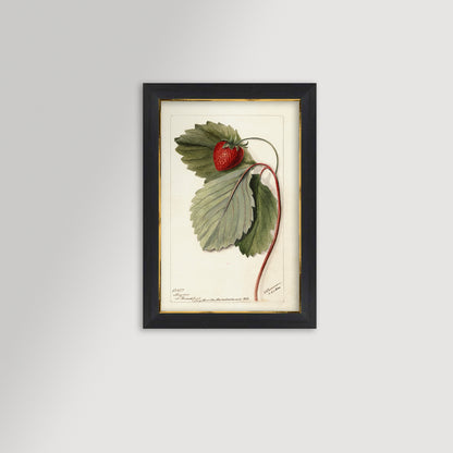 Strawberries Botanical Archival Reproduction Art Print