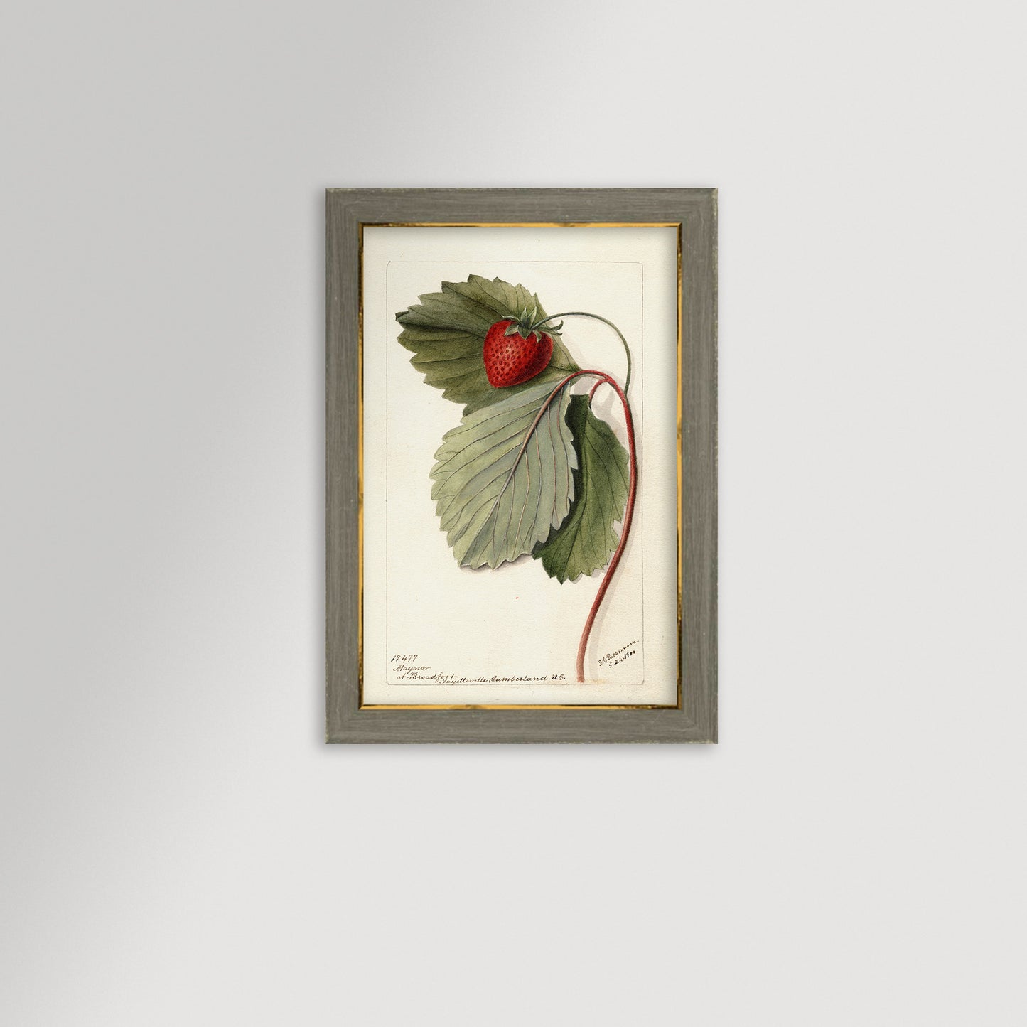 Strawberries Botanical Archival Reproduction Art Print