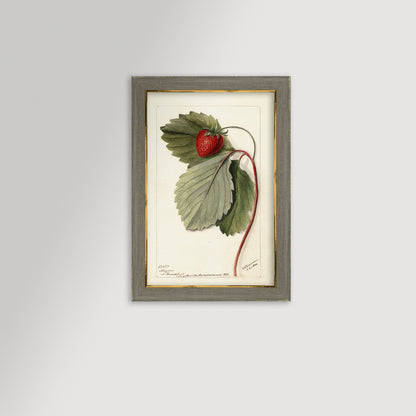 Strawberries Botanical Archival Reproduction Art Print