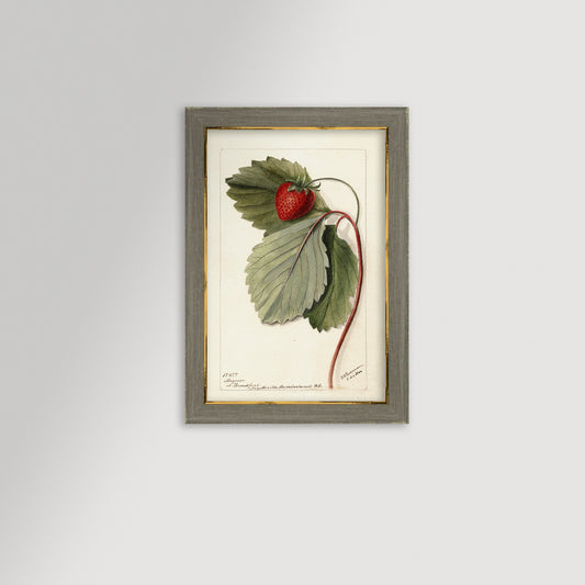Strawberries Botanical Archival Reproduction Art Print