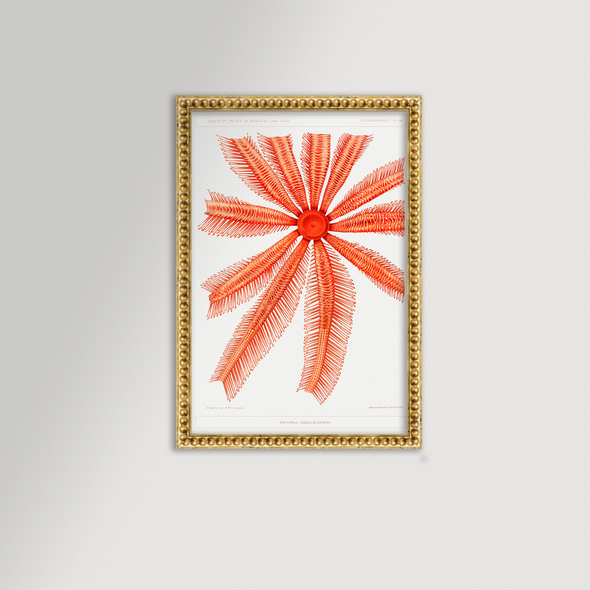 Starfish Graphic Illustration Archival Reproduction Art Print