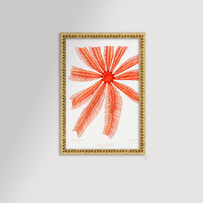 Starfish Graphic Illustration Archival Reproduction Art Print