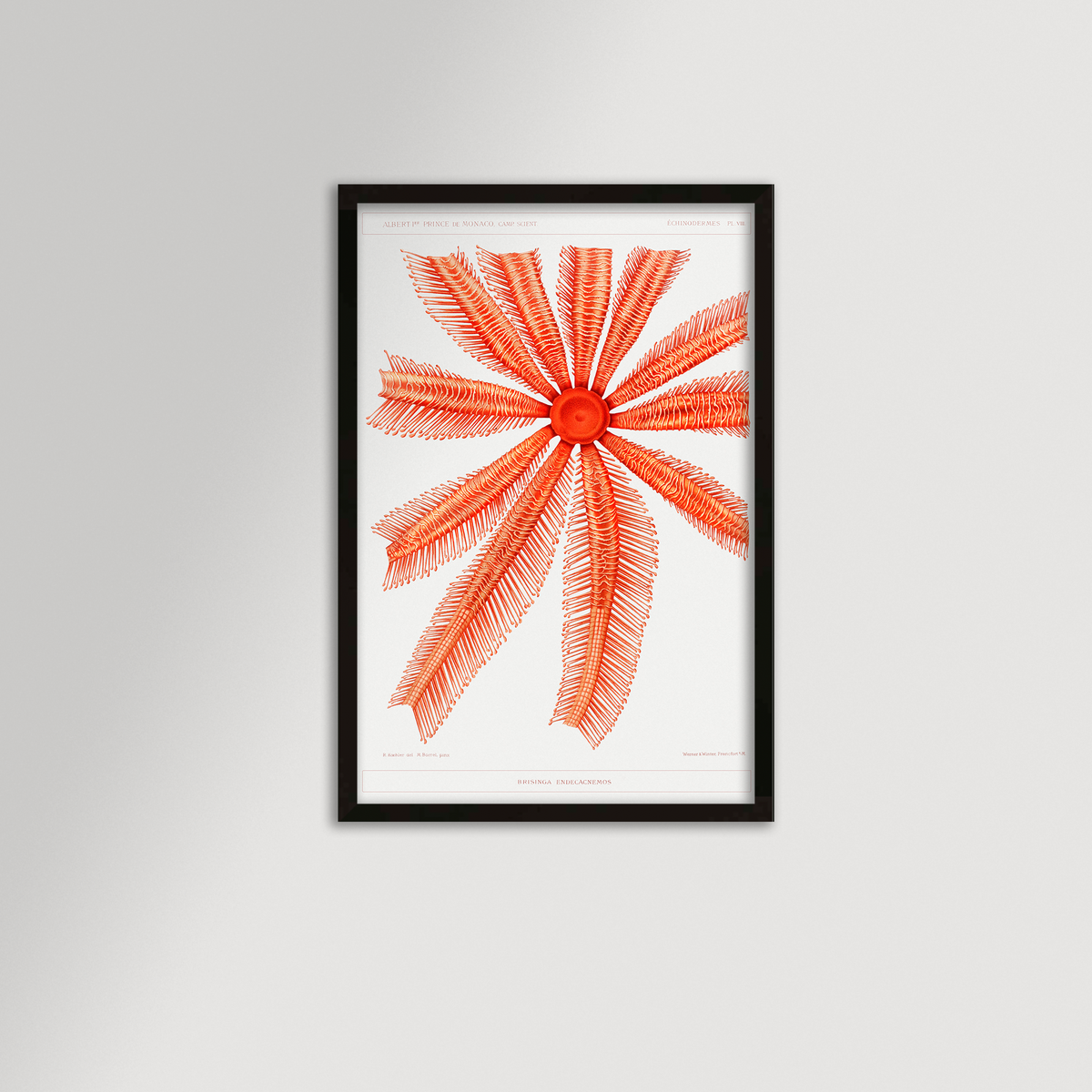 Starfish Graphic Illustration Archival Reproduction Art Print