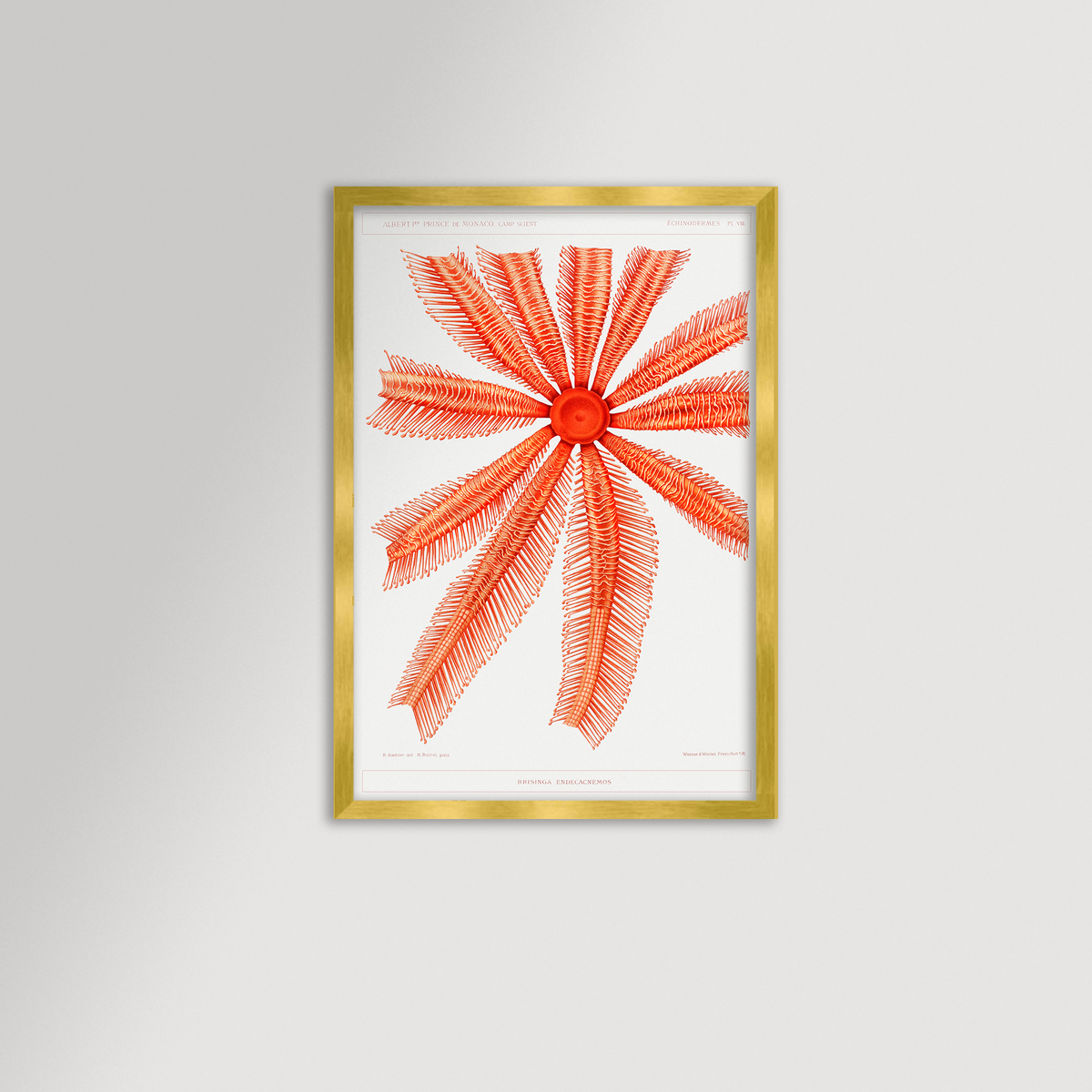 Starfish Graphic Illustration Archival Reproduction Art Print