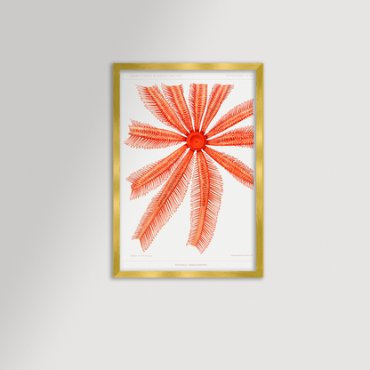Starfish Graphic Illustration Archival Reproduction Art Print