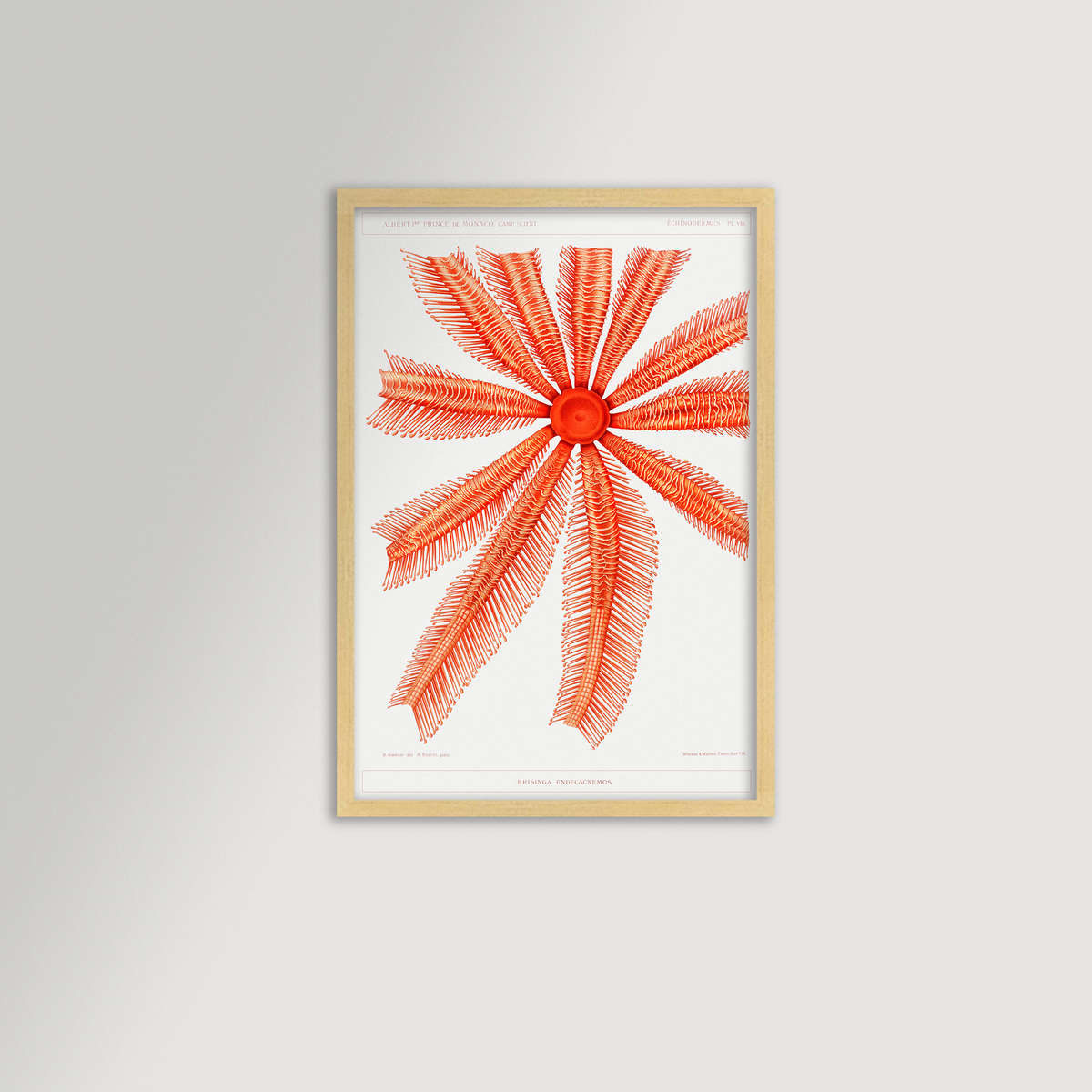 Starfish Graphic Illustration Archival Reproduction Art Print