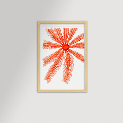 Starfish Graphic Illustration Archival Reproduction Art Print
