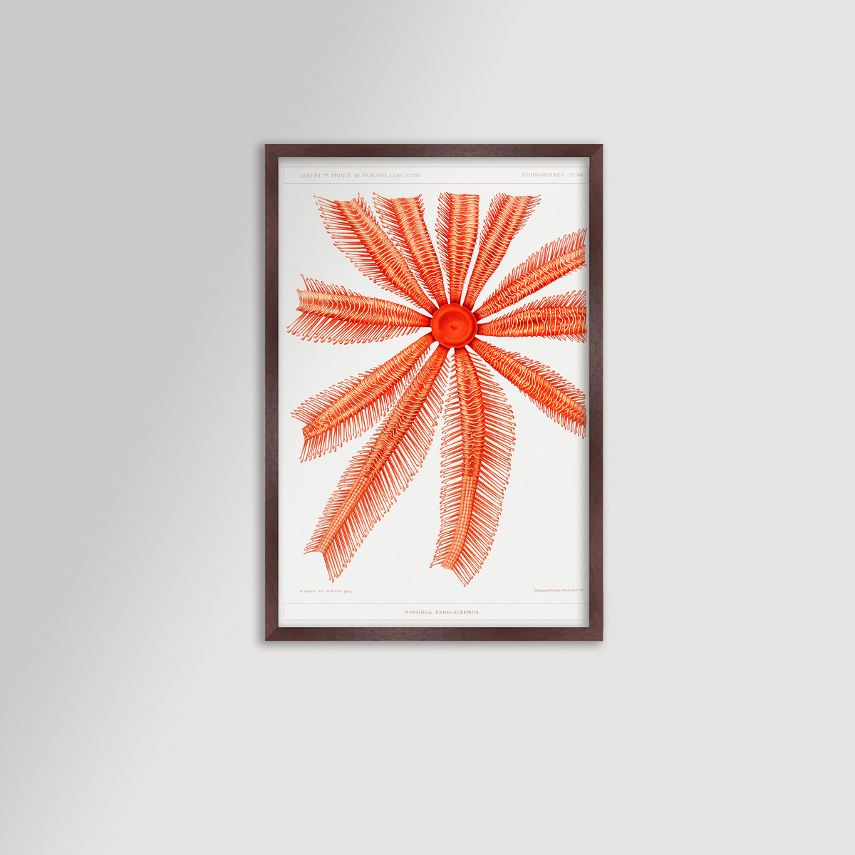 Starfish Graphic Illustration Archival Reproduction Art Print