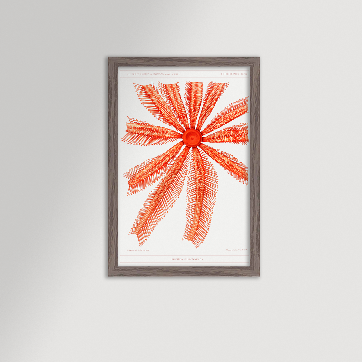 Starfish Graphic Illustration Archival Reproduction Art Print