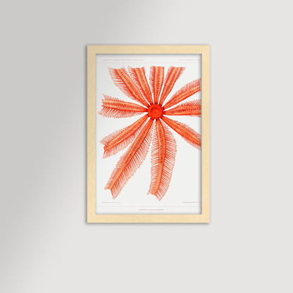 Starfish Graphic Illustration Archival Reproduction Art Print