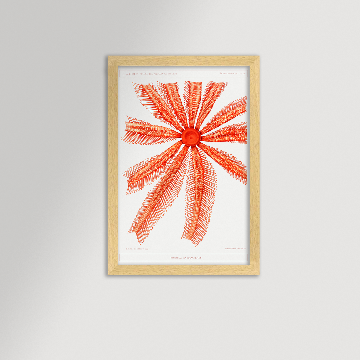 Starfish Graphic Illustration Archival Reproduction Art Print